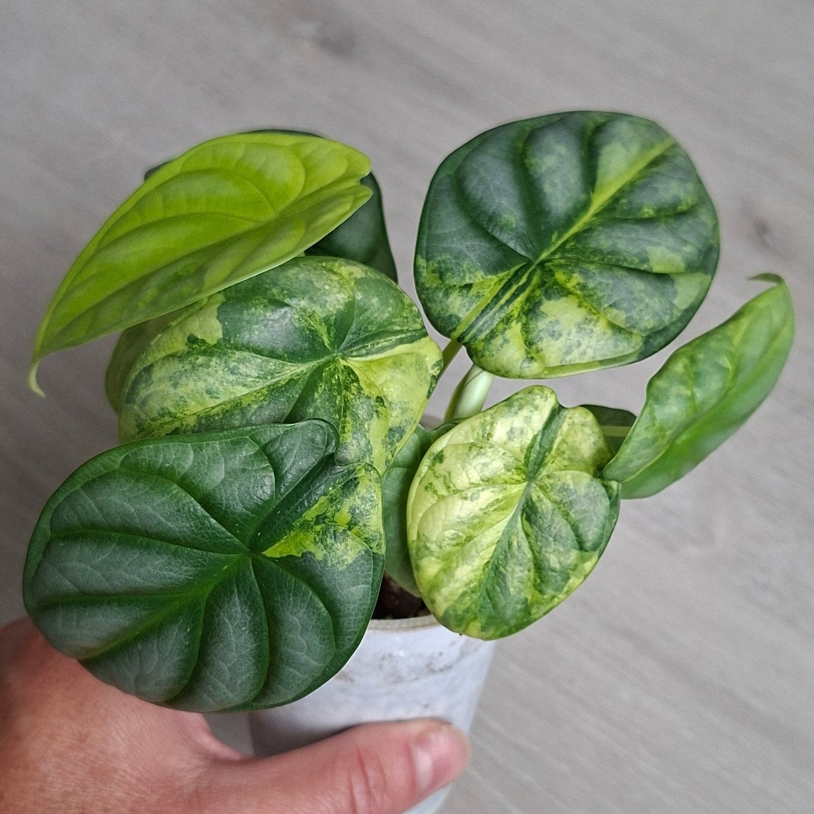 Alocasia Dragon scale variegata stekjes, Ophalen of Verzenden, Halfschaduw, Minder dan 100 cm