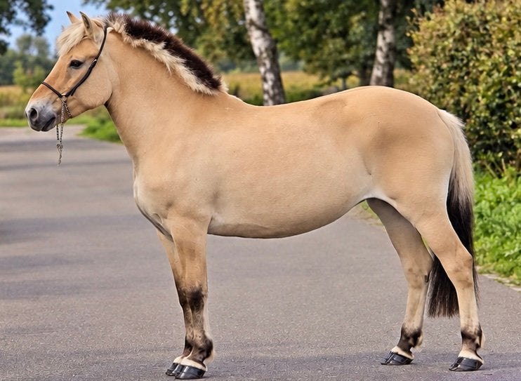 Lieve Familie Pony zoekt ***** thuis, Dieren en Toebehoren, B, Recreatiepony, Merrie, E pony (1.48m - 1.57m)