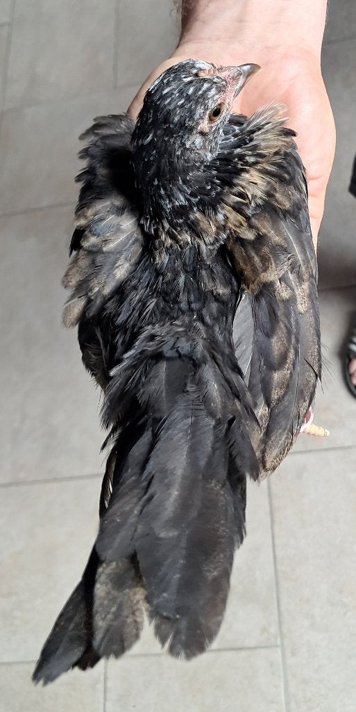 Serama hennen, Dieren en Toebehoren, Vrouwelijk, Kip