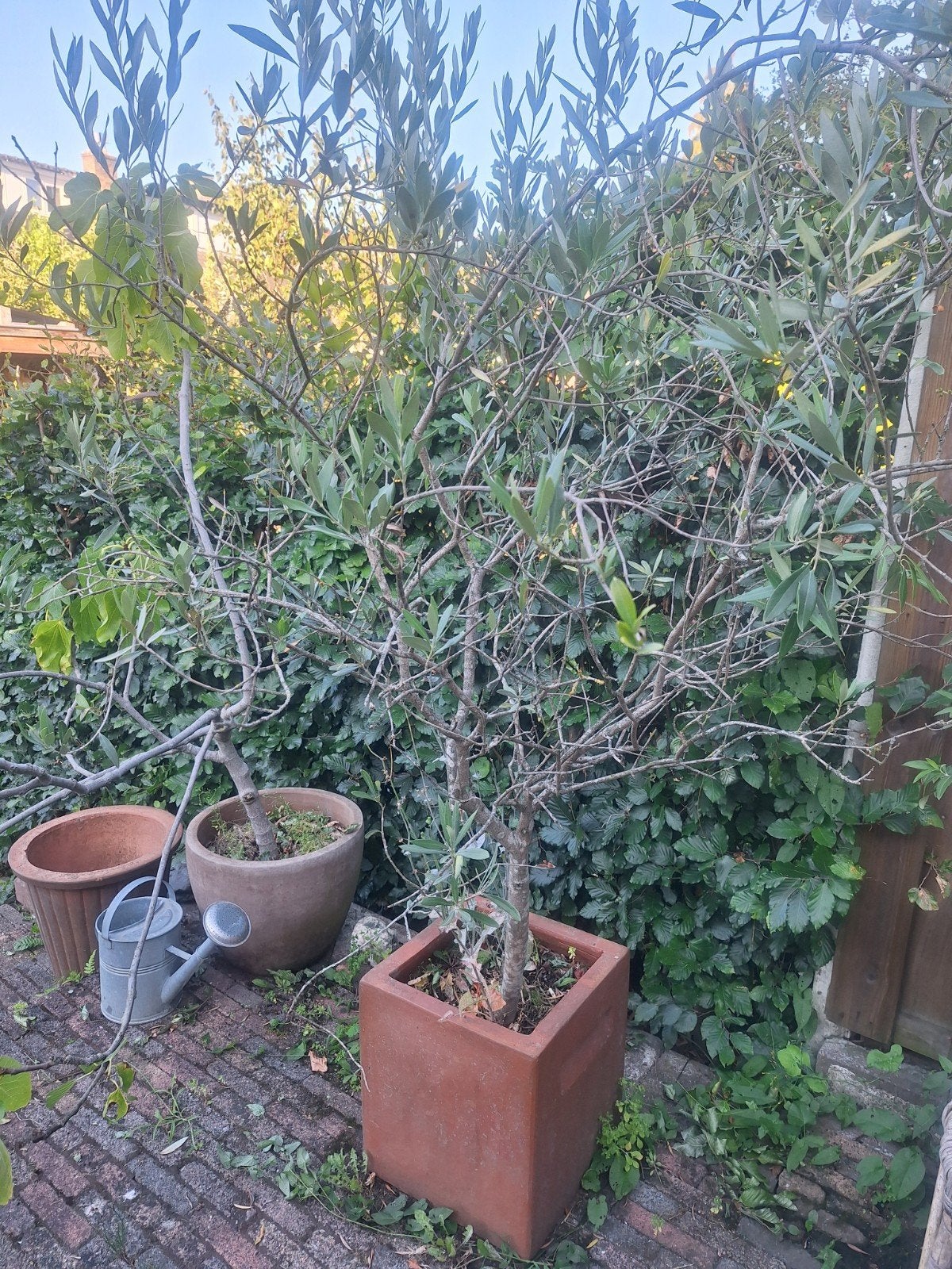Olijfboom in pot, Ophalen, Overige soorten, Volle zon