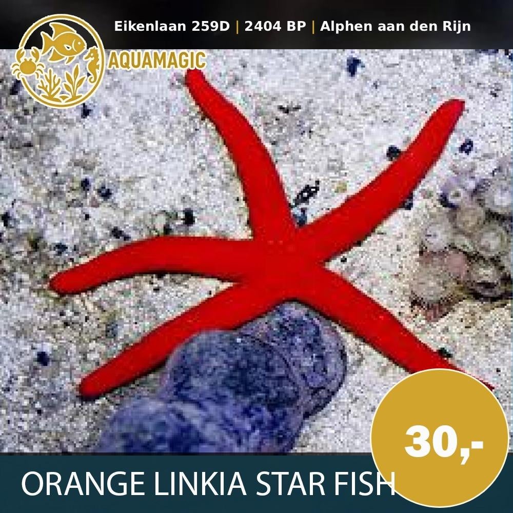 red star fish, Slak of Weekdier, Zoutwatervis