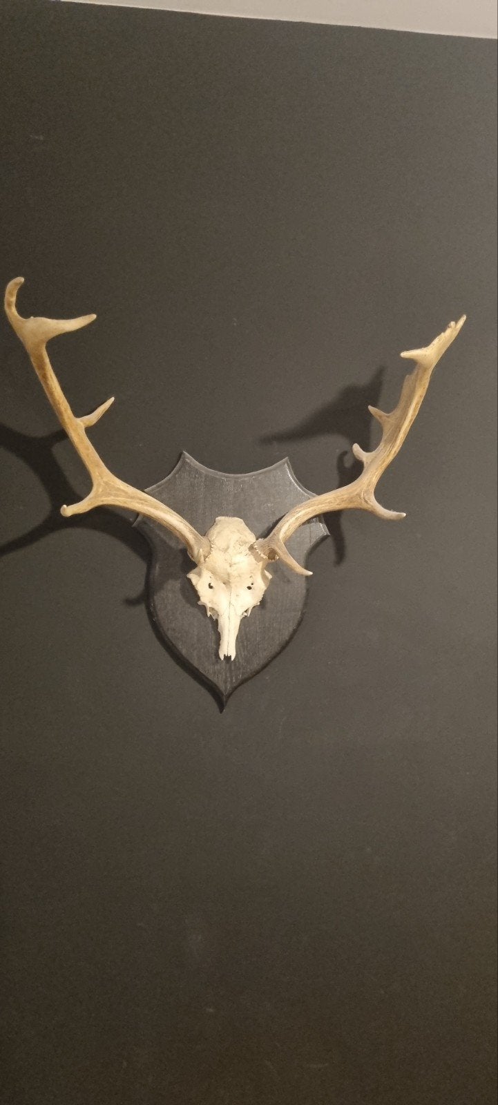schedel en groot gewei 60cm breed, Western, Ophalen, Zo goed als nieuw, Decoratieobject