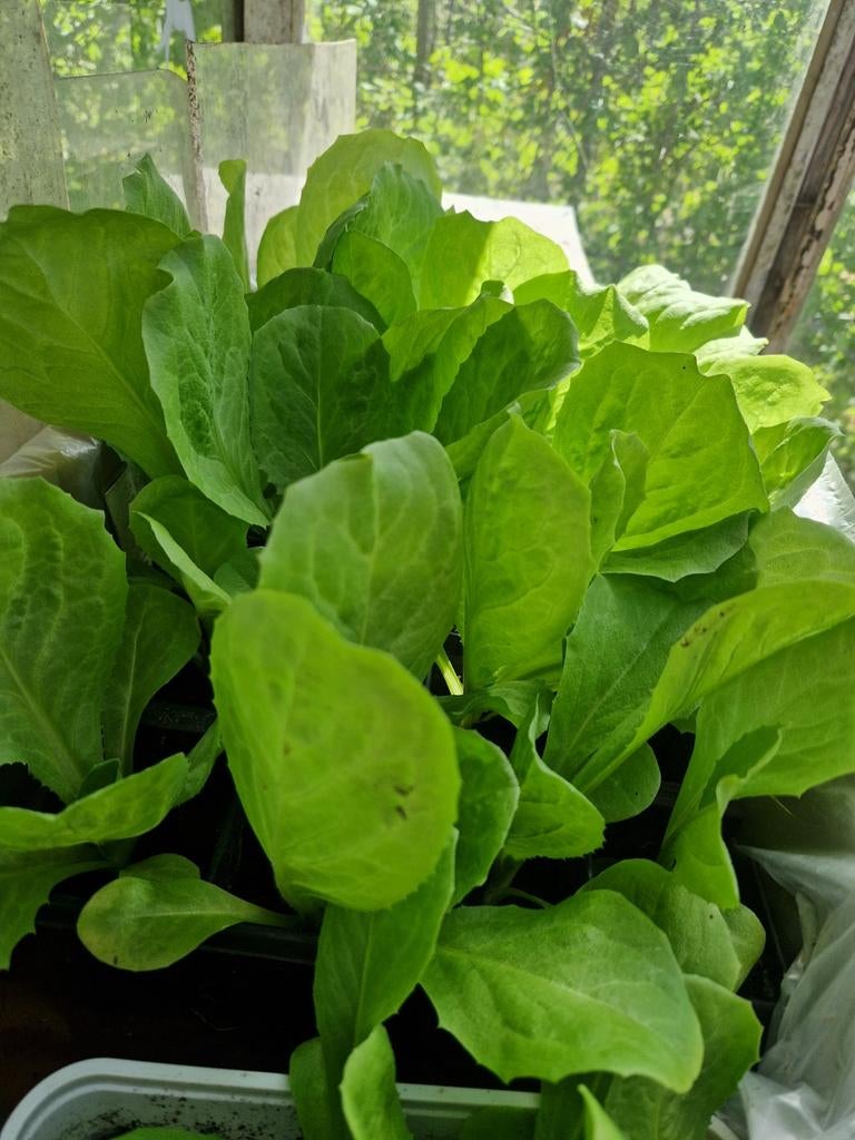 Groentenplanten, Ophalen, Eenjarig, Groenteplanten, Volle zon