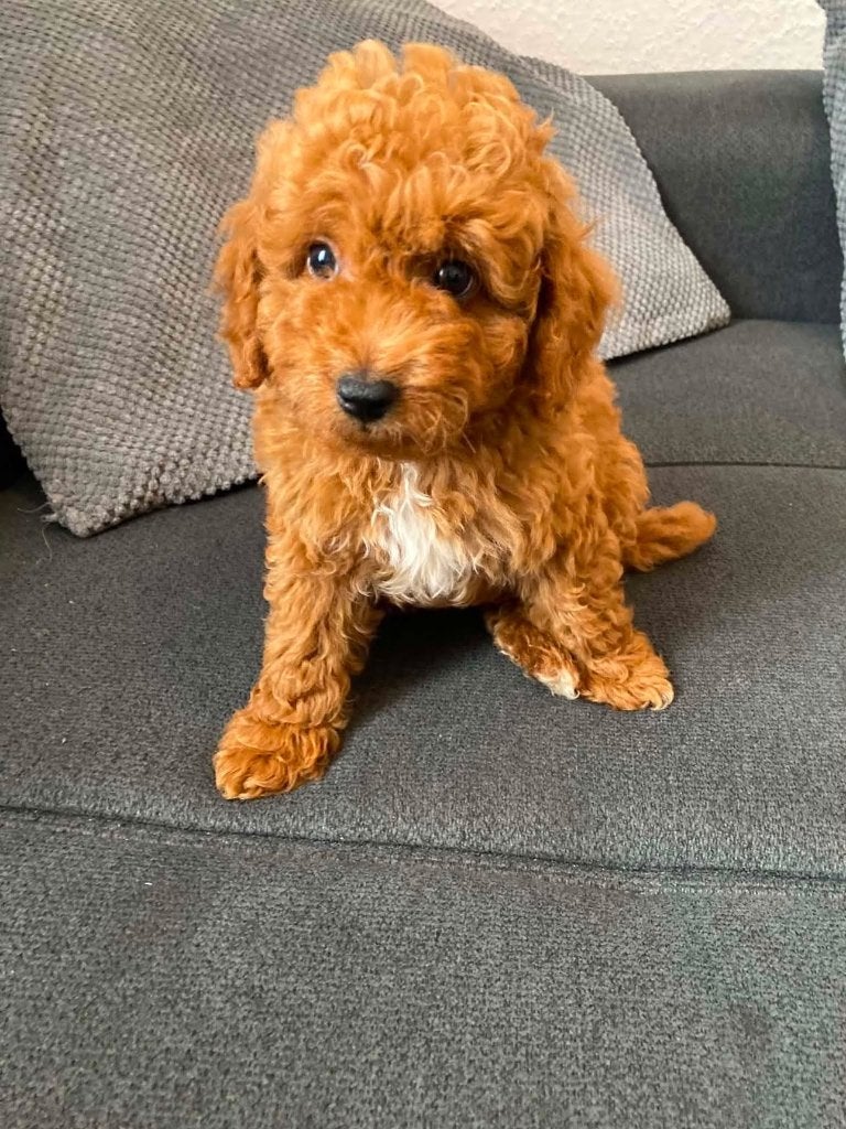 Poedel puppy, Poedel, HCC (leverziekte), Reu, 8 tot 15 weken
