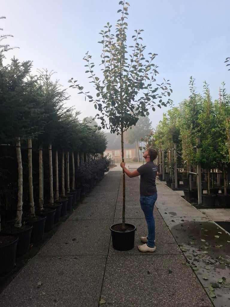 hoogstam fruitbomen appelboom Malus Notaris appel en boskoop, Overige soorten, Lente, Ophalen, Volle zon
