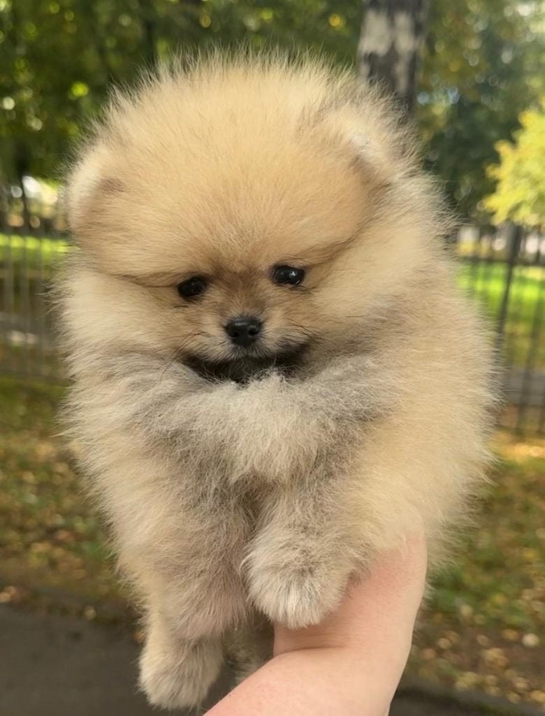 Pomeriaan pup reutje Cream Sable – Bear type, Keeshond, Reu, 8 tot 15 weken, Buitenland