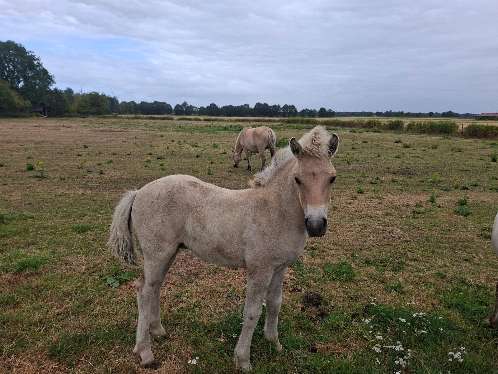 Twee lieve Fjordenhengsten zoeken een fijn thuis, Dieren en Toebehoren, Paarden, Hengst, 0 tot 2 jaar
