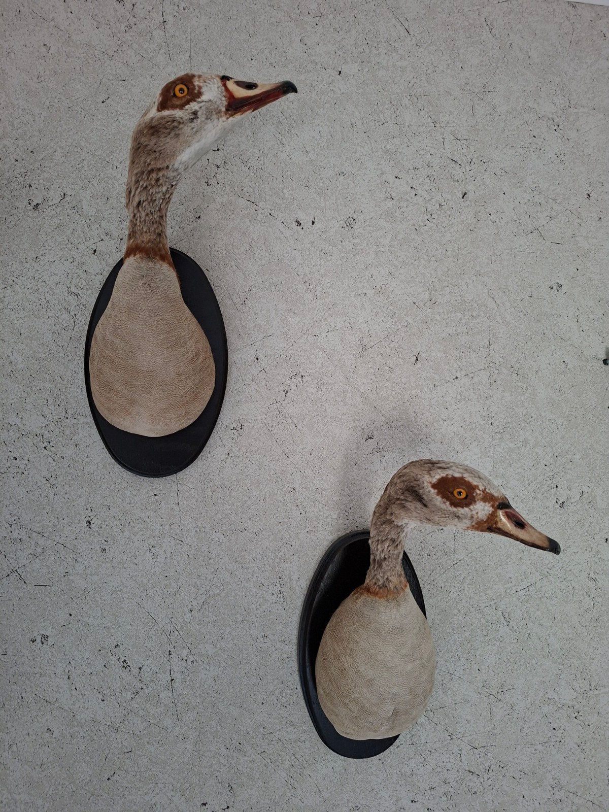 Prachtig koppel Nijlganzen - Taxidermie, Ophalen, Zo goed als nieuw, Vogel, Opgezet dier