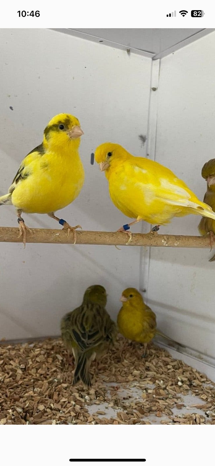 kanarie, Dieren en Toebehoren, Meerdere dieren, Kleurkanarie