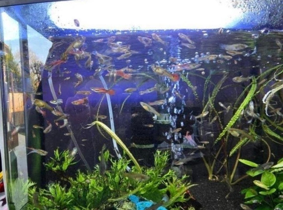 Guppies, Ophalen, Nieuw