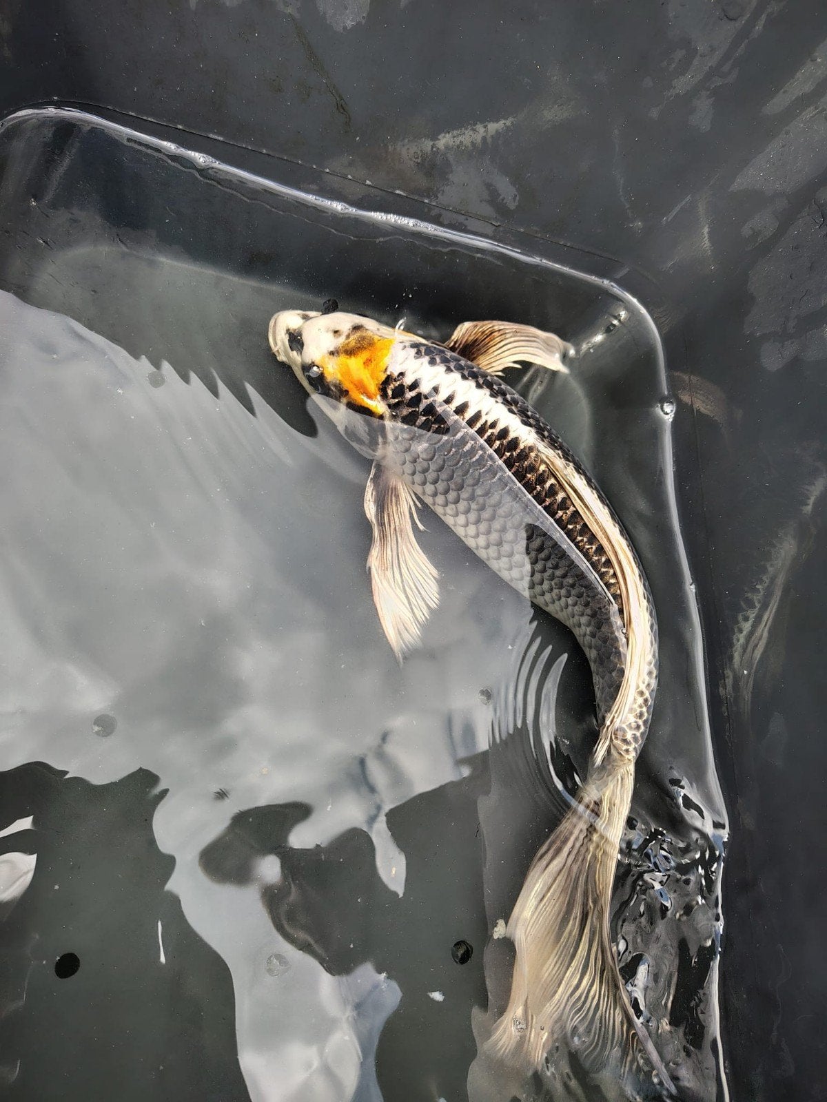 Te koop: Prachtige Japanse Butterfly Matsuba Koi 38,5cm, Karper of Koi