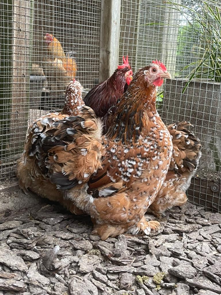 Verschillende Kleuren cochin kriel hennen van 2025, Dieren en Toebehoren, Vrouwelijk, Kip