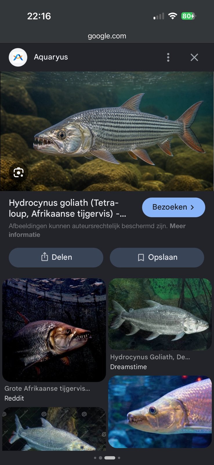 GEZOCHT TIJGERVIS, Dieren en Toebehoren, Vissen | Aquariumvissen, Vis