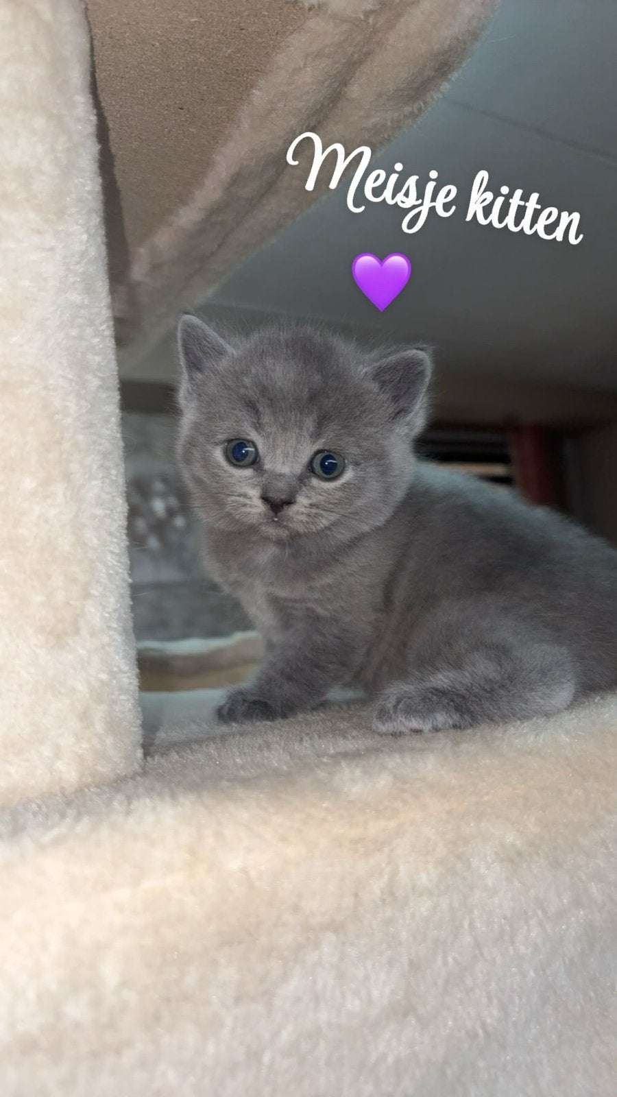Britse korthaar kittens, Dieren en Toebehoren, Poes, Ontwormd