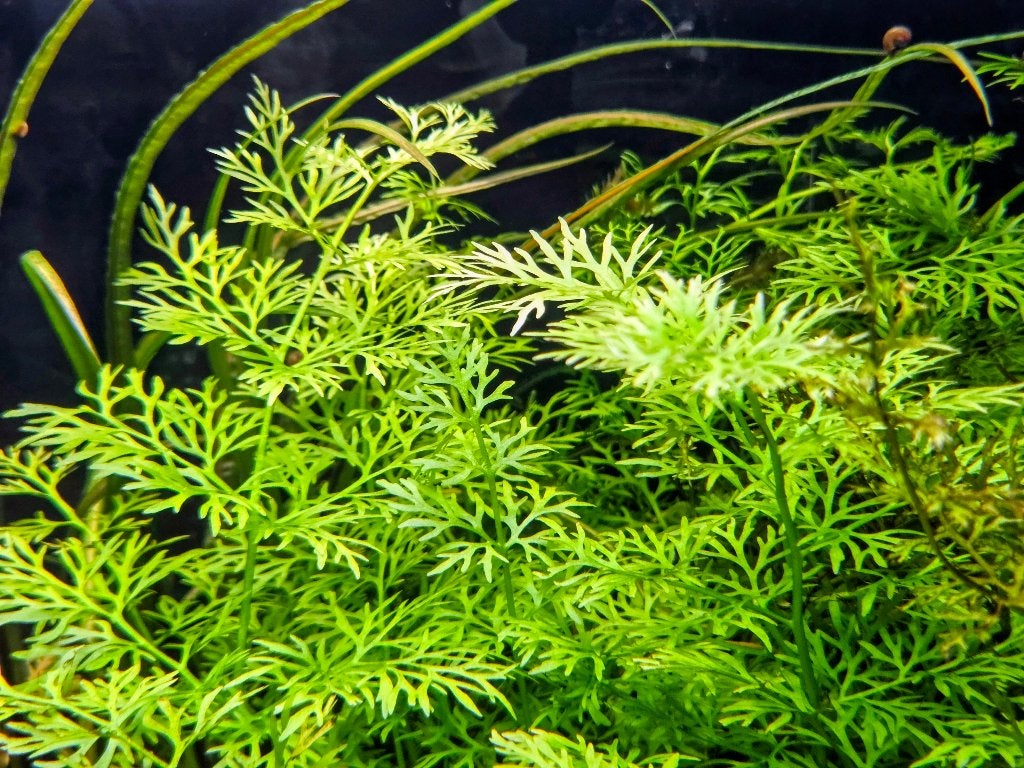 Ceratopteris thalictroides aquariumplant, Dieren en Toebehoren, Ophalen of Verzenden, Nieuw, Plant(en), Steen of Hout