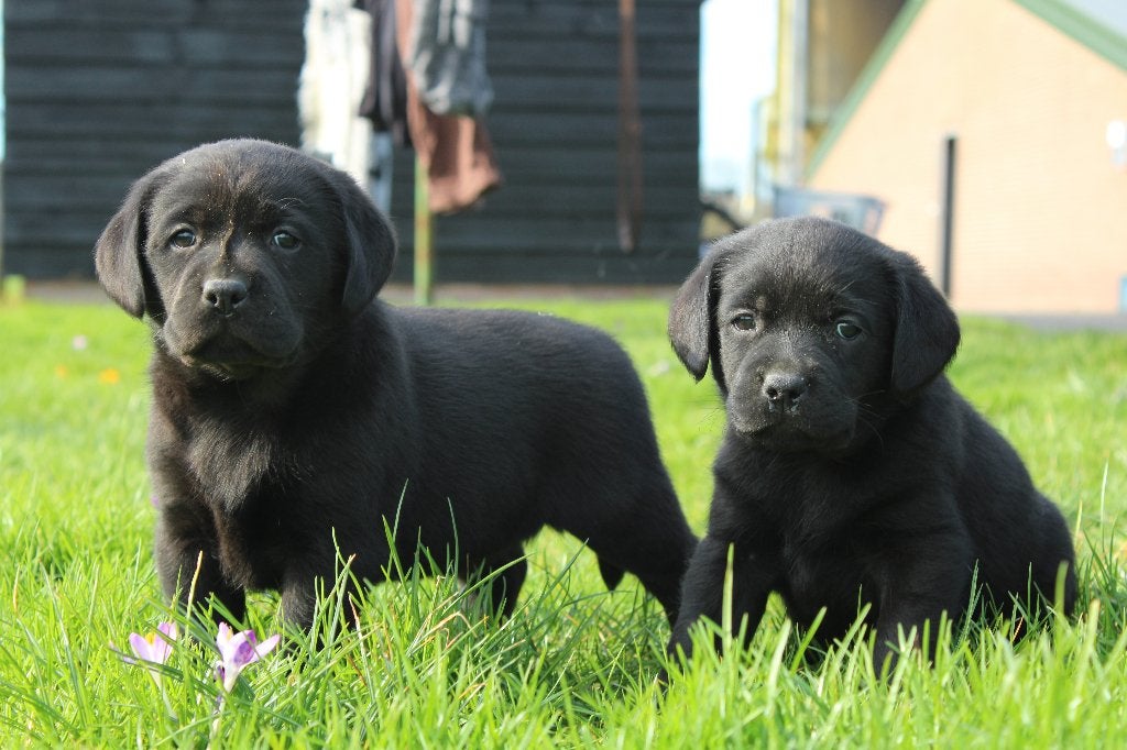 Mooie labrador pups met Stamboom, Parvo, 8 tot 15 weken, Labrador retriever, Meerdere