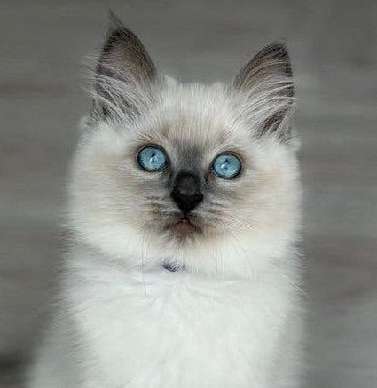 Nog 1 prachtig Ragdoll katertje | Blue Point, Kater, Ontwormd, 0 tot 2 jaar