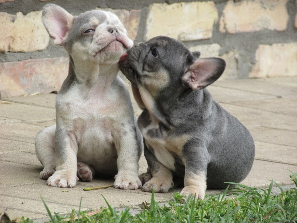 Mooie Franse Bulldog Pups - Lilac & Tan / Lilac Merle, 8 tot 15 weken, Bulldog, Meerdere, Meerdere dieren