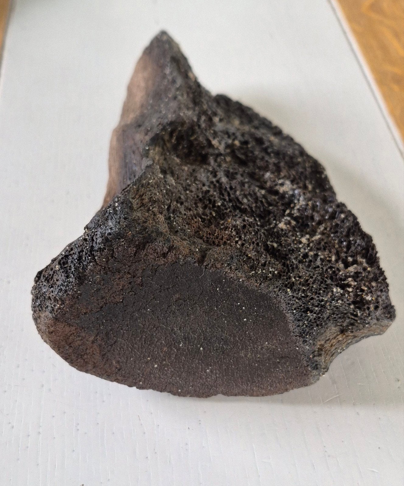 Fossiel botfragment - Wolharige mammoet, Verzamelen, Mineralen en Fossielen, Ophalen of Verzenden, Fossiel