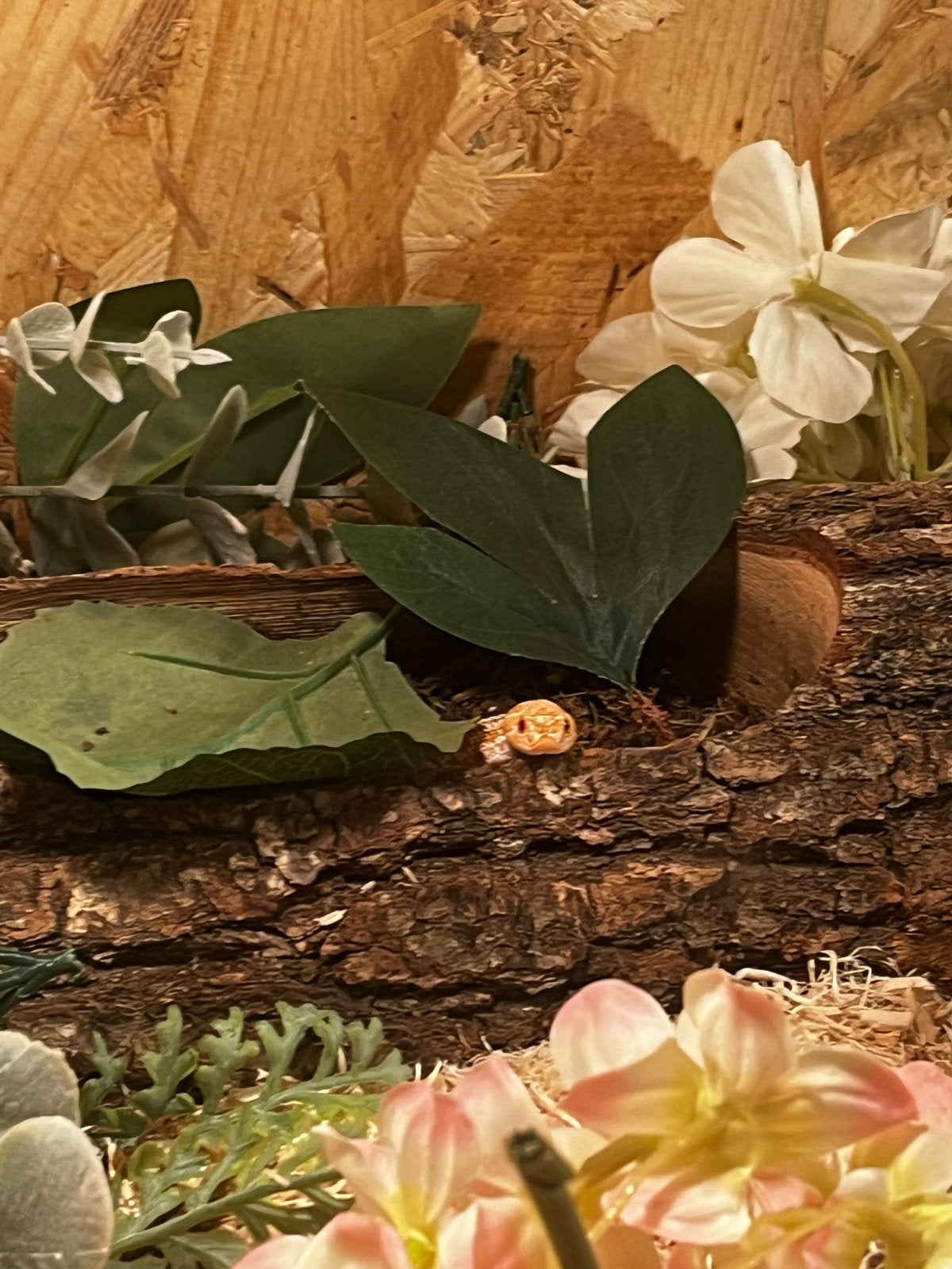 Haakneus / hognose albino conda man 1,5 jaar oud, Slang, Met terrarium, 0 tot 2 jaar