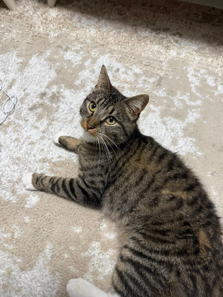 Super lieve speelse poes, Dieren en Toebehoren, Katten en Kittens | Raskatten | Korthaar, Poes