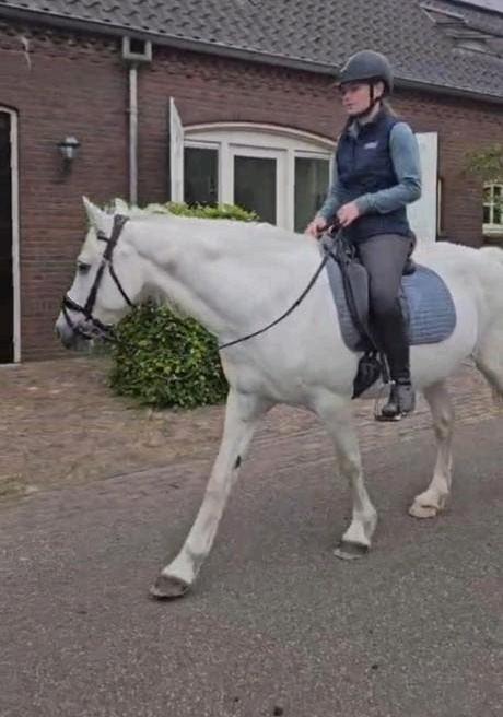 Leuke gezelschaps/speelpony, Dieren en Toebehoren, Pony's, Gechipt, B, Ruin, 11 jaar of ouder