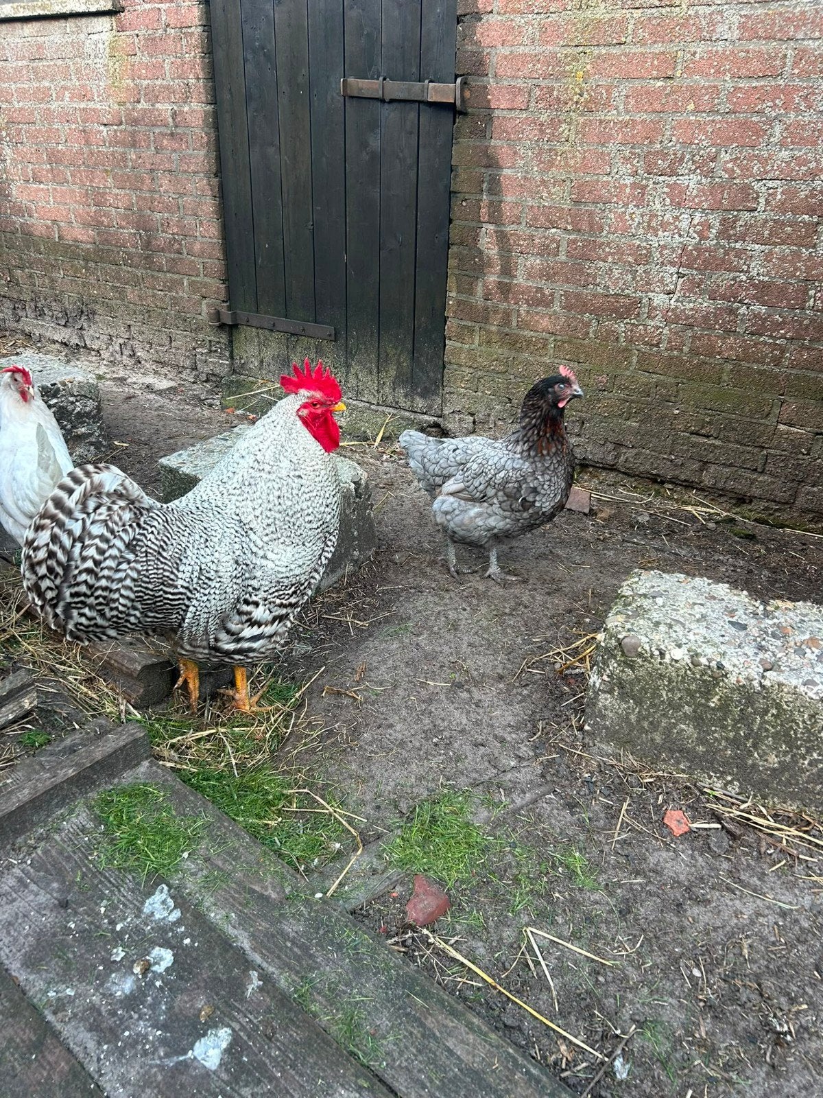 Amrock Haan Groot Ras, Dieren en Toebehoren, Mannelijk, Kip