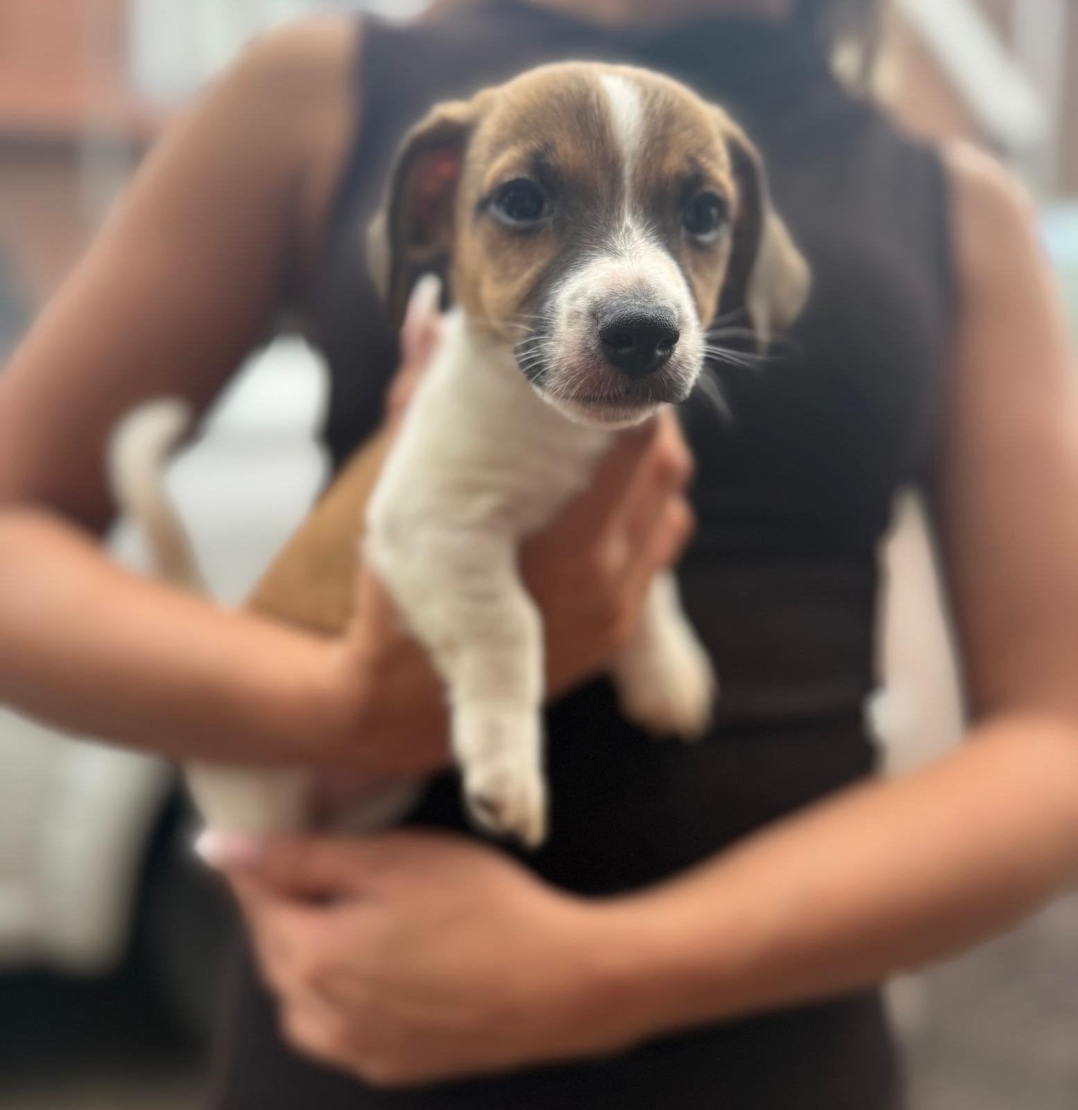 2 jack russel puppy’s, Jack Russell Terriër, Meerdere, Meerdere dieren, Nederland