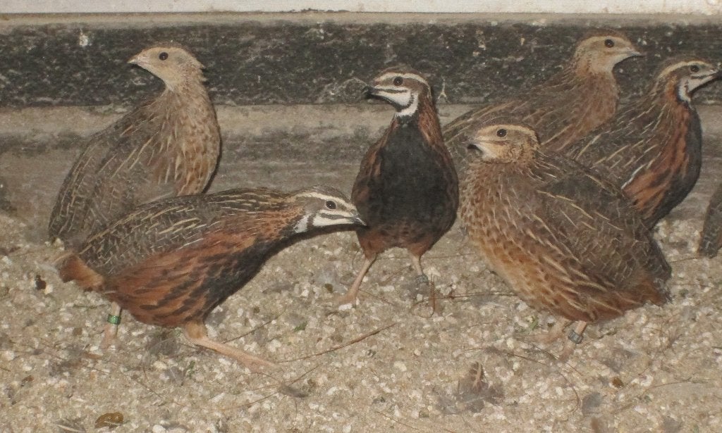 harlekijnkwartels, Dieren en Toebehoren, Meerdere dieren, Overige soorten