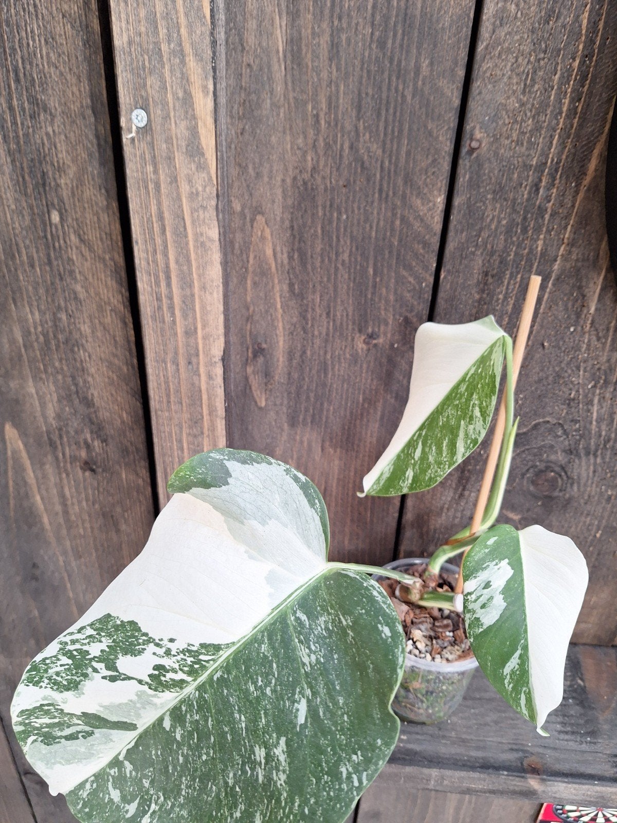 Monstera variegata plantje, Huis en Inrichting, Kamerplanten, Ophalen of Verzenden, Halfschaduw, Minder dan 100 cm