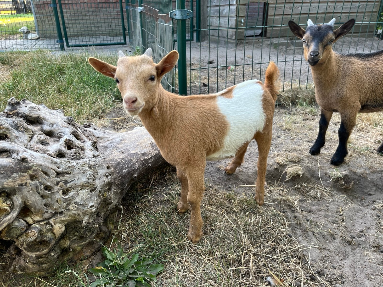 Lakenvelder dwerggeit bok/camelkleur, Dieren en Toebehoren, Mannelijk, Geit, 0 tot 2 jaar