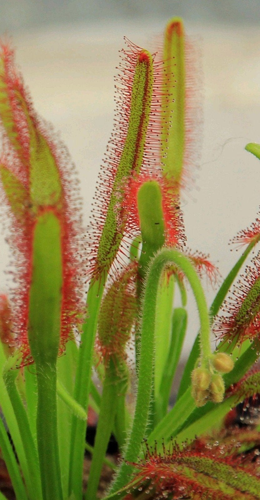 Bladstek Drosera capensis, Bloeiende kamerplant, Ophalen of Verzenden, Overige soorten