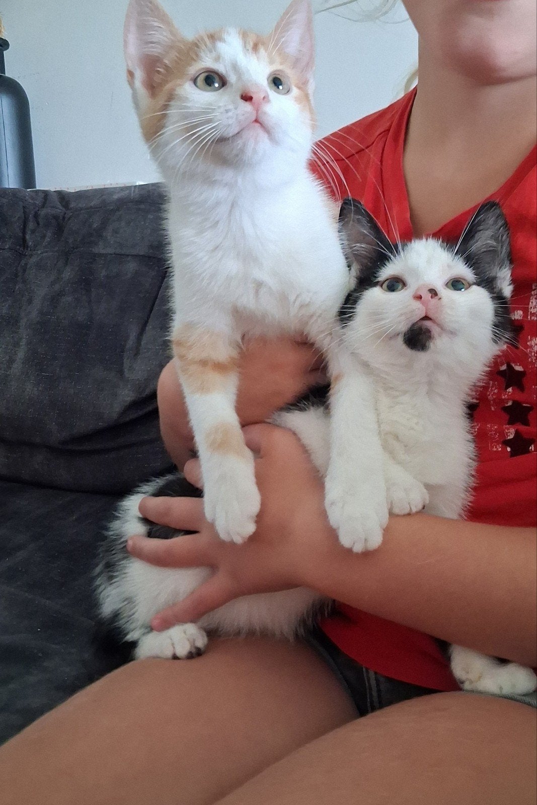 Boerderijkittens, Dieren en Toebehoren, Meerdere dieren, Kortharig, 0 tot 2 jaar