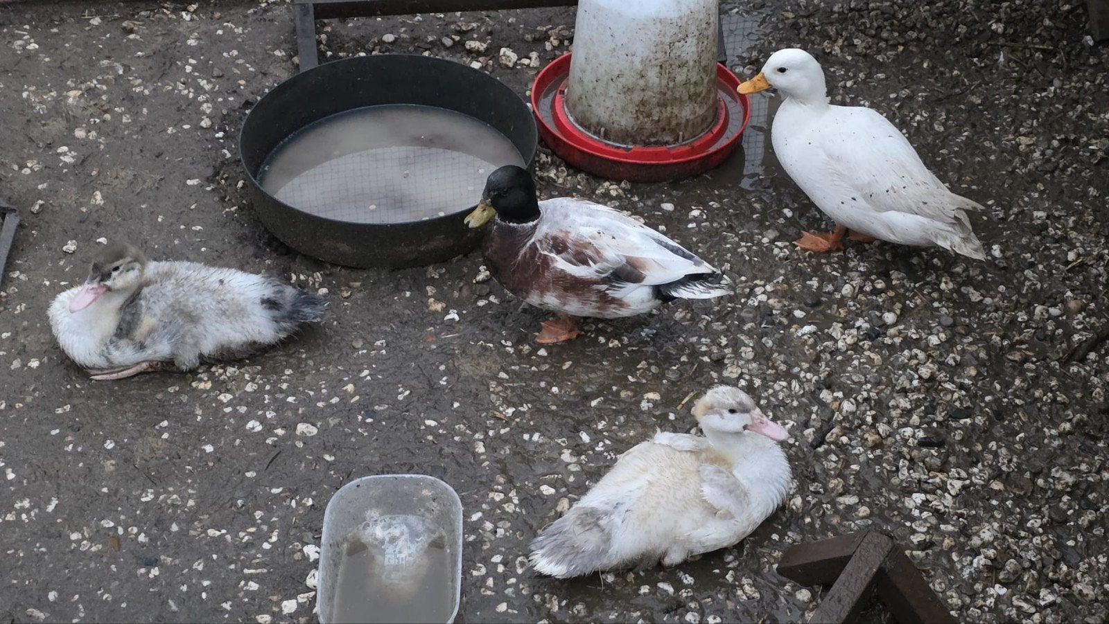 eendjes, Dieren en Toebehoren