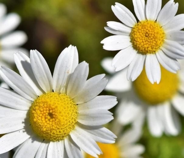 Pol Magriet biologisch gekweekt, Bodembedekkers, Volle zon, Vaste plant, Ophalen of Verzenden