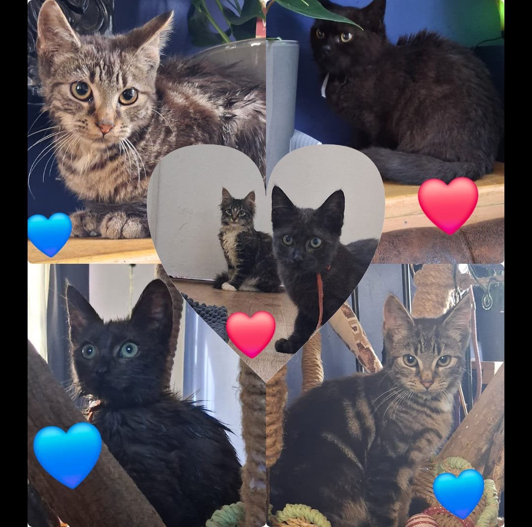 Maine coon mix kittens, Dieren en Toebehoren, Meerdere dieren, Langharig, 0 tot 2 jaar