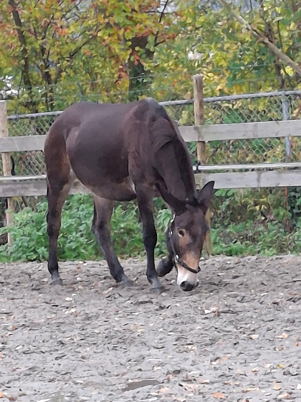 Verzorger gezocht voor muildier. Evt te koop merrie 5jr, Mei, Vrouwelijk