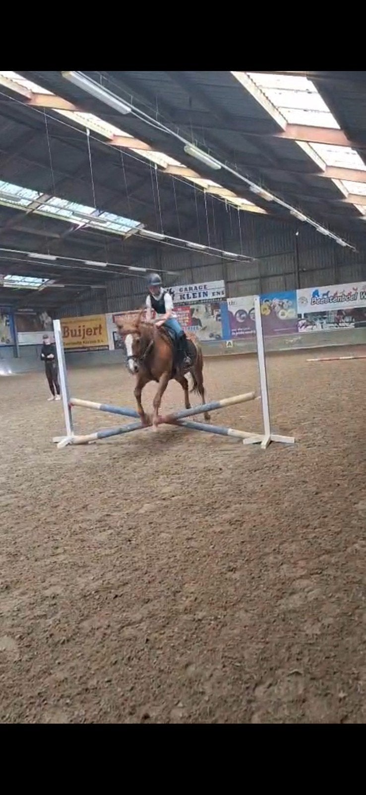 verzorgpony gezocht!, Ophalen of Verzenden, Nieuw