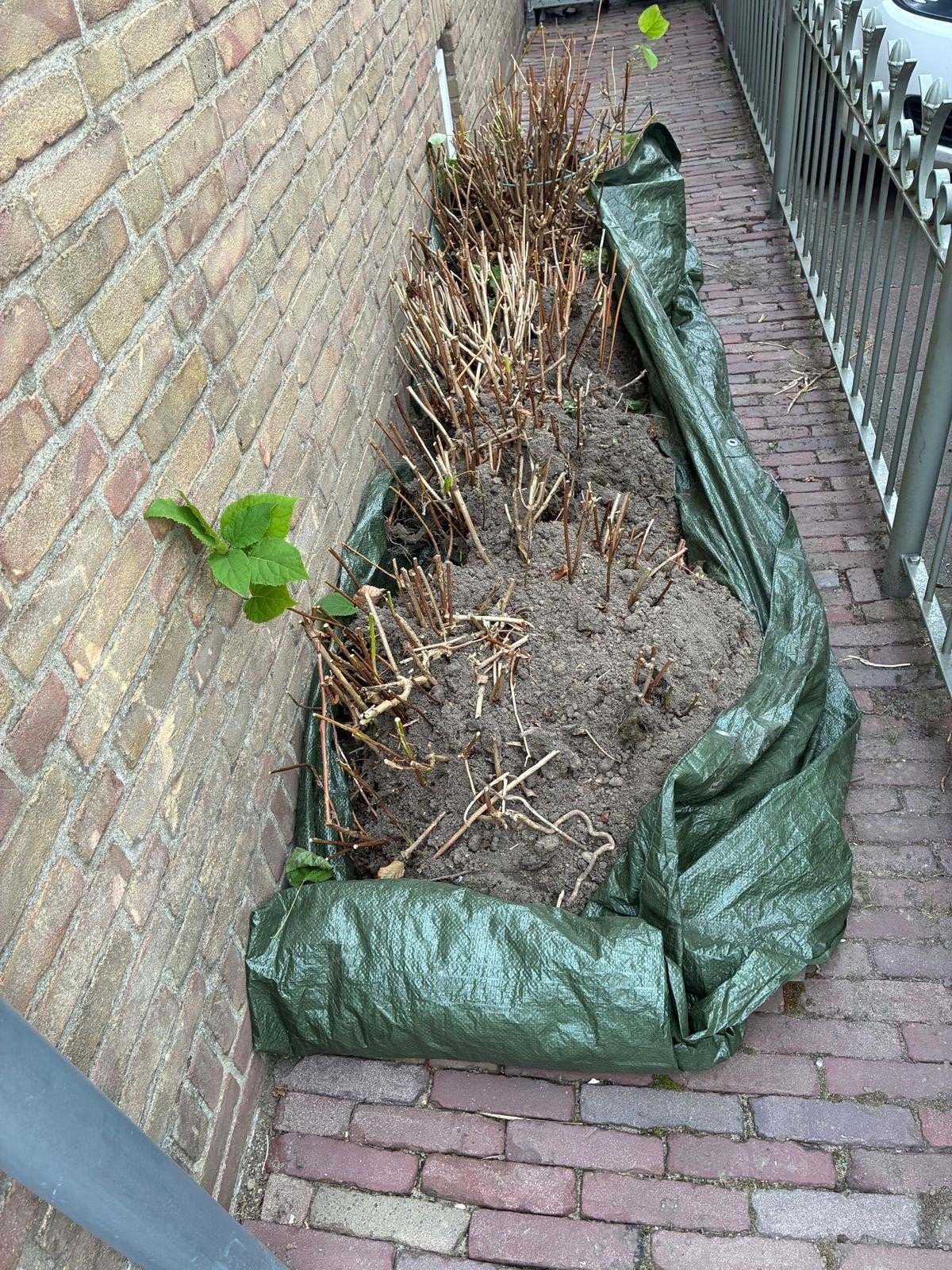 Annabel Hortensia wit - 5 grote planten, Ophalen of Verzenden, Vaste plant, Overige soorten