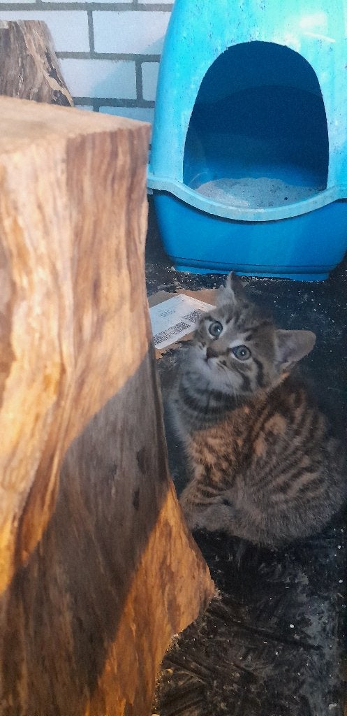 poesjes, Dieren en Toebehoren, Meerdere dieren, 0 tot 2 jaar