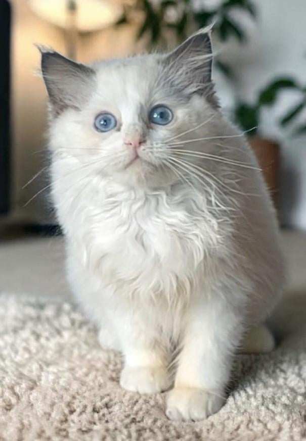 Schattige Ragdoll kitten met blauwe ogen, Dieren en Toebehoren, Poes, Ontwormd, 0 tot 2 jaar