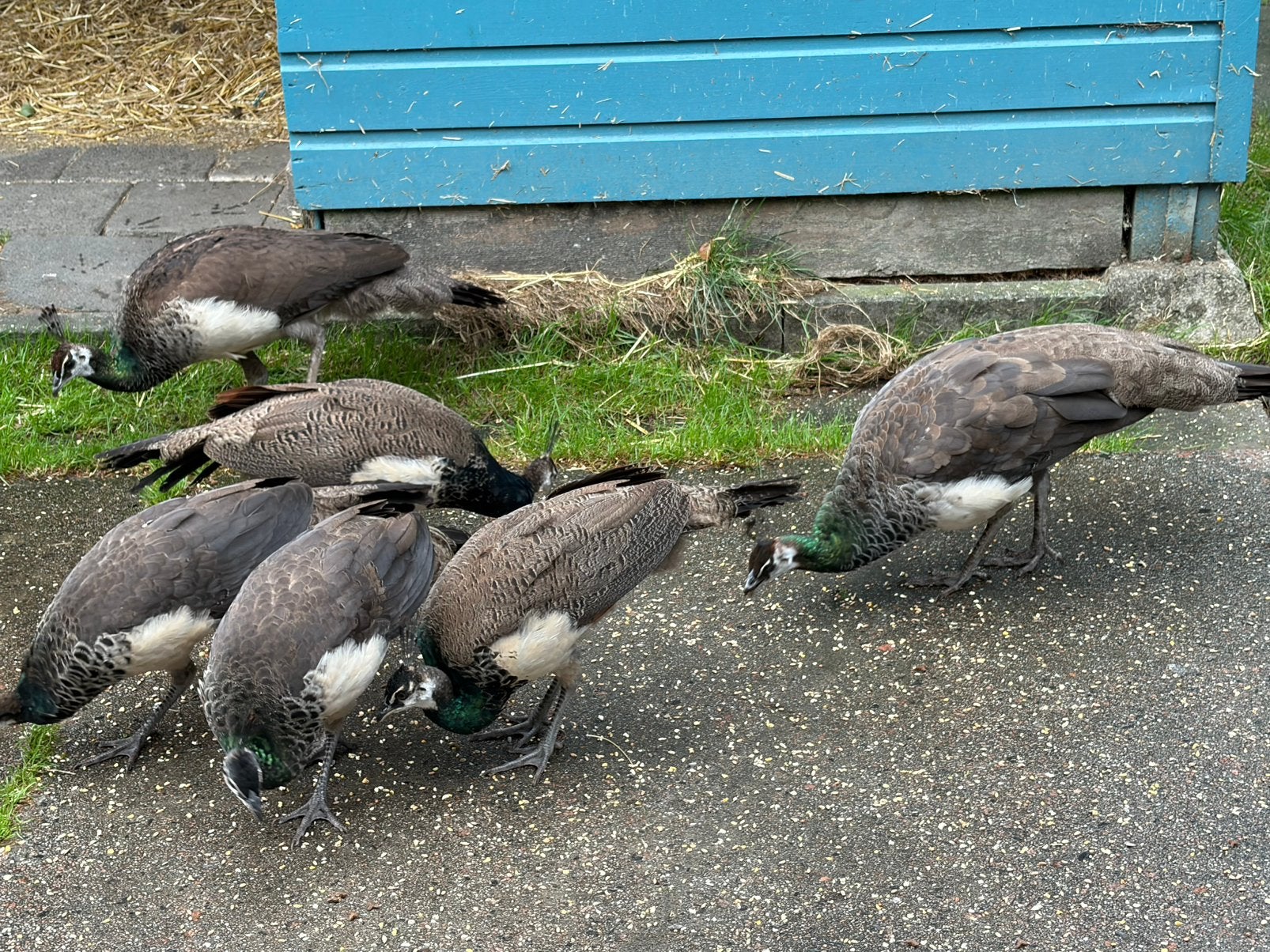 Pauwen te koop, Dieren en Toebehoren, Mannelijk, Kip