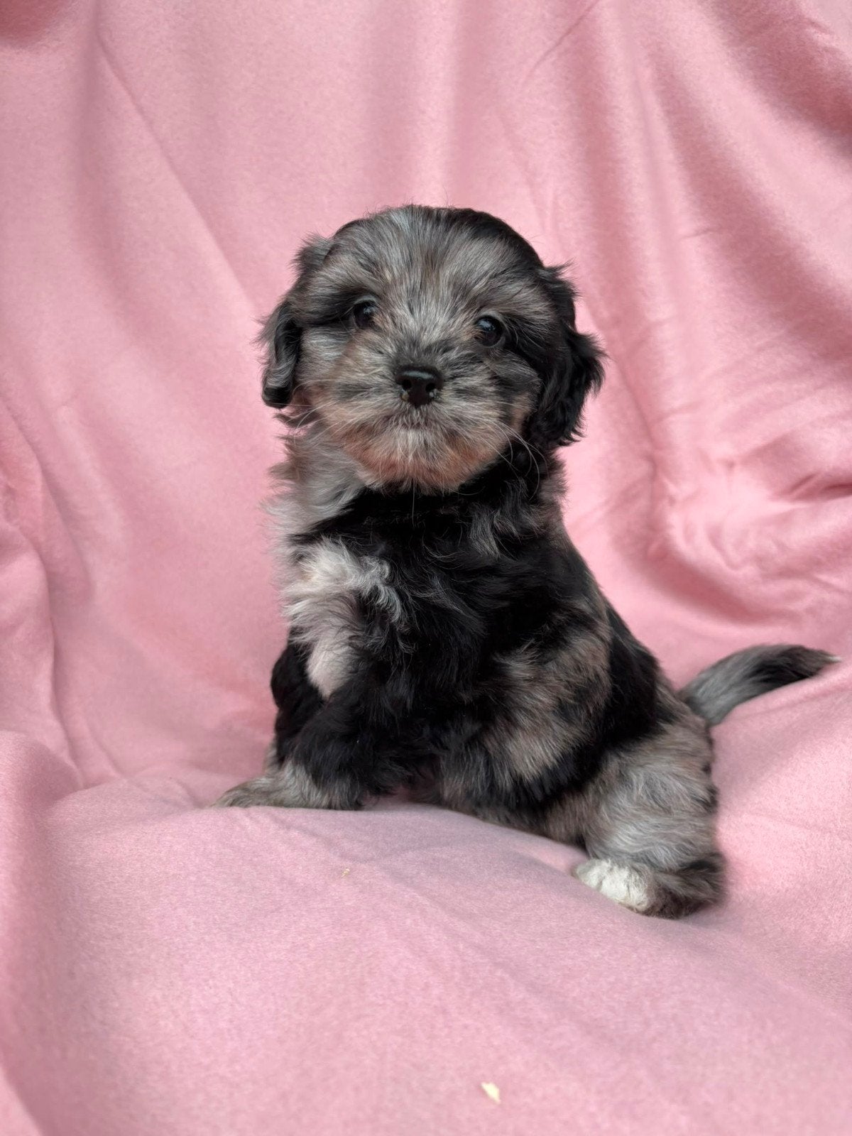 Mooie Shihpoo pups, Dieren en Toebehoren, Parvo, Overige rassen, 8 tot 15 weken, Meerdere