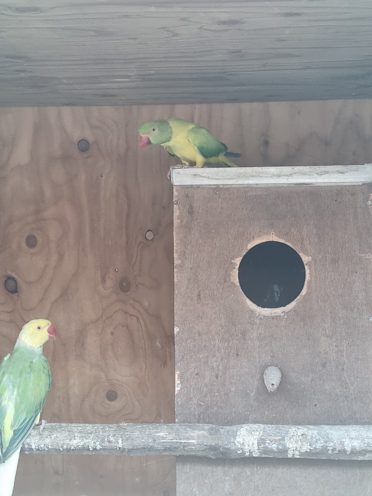 halsbanden, Dieren en Toebehoren, Vogels | Parkieten en Papegaaien, Meerdere dieren, Parkiet
