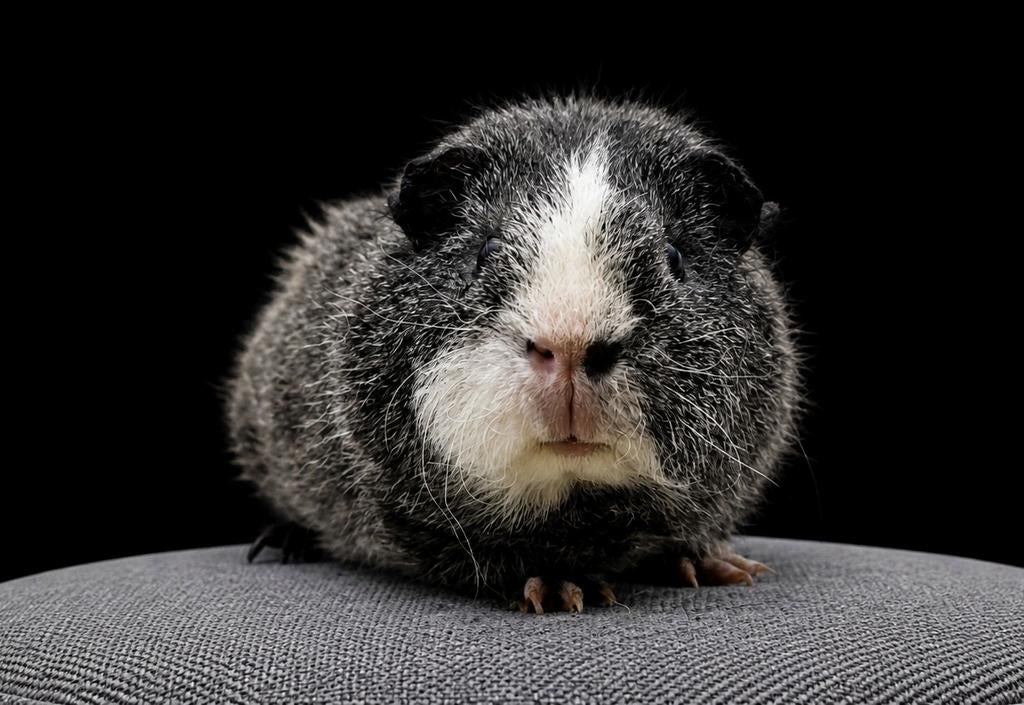 US teddy beertje, Dieren en Toebehoren, Cavia, Mannelijk, Tam, Oktober