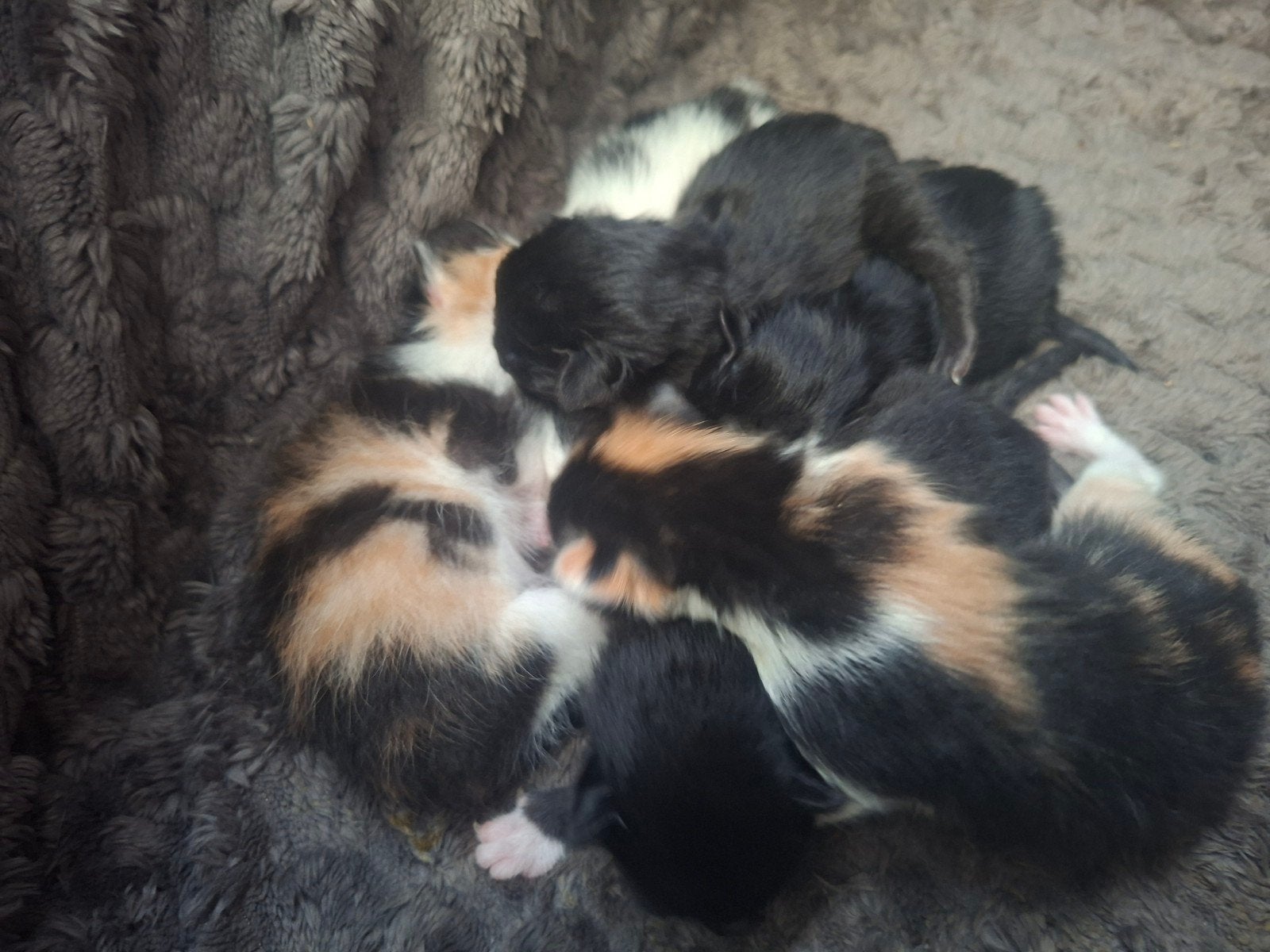 nestje kittens, Dieren en Toebehoren, Katten en Kittens | Overige Katten
