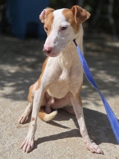 ACE: Da Silva is een sociale toffe hond, Dieren en Toebehoren, Particulier, 1 tot 2 jaar, Buitenland, Parvo