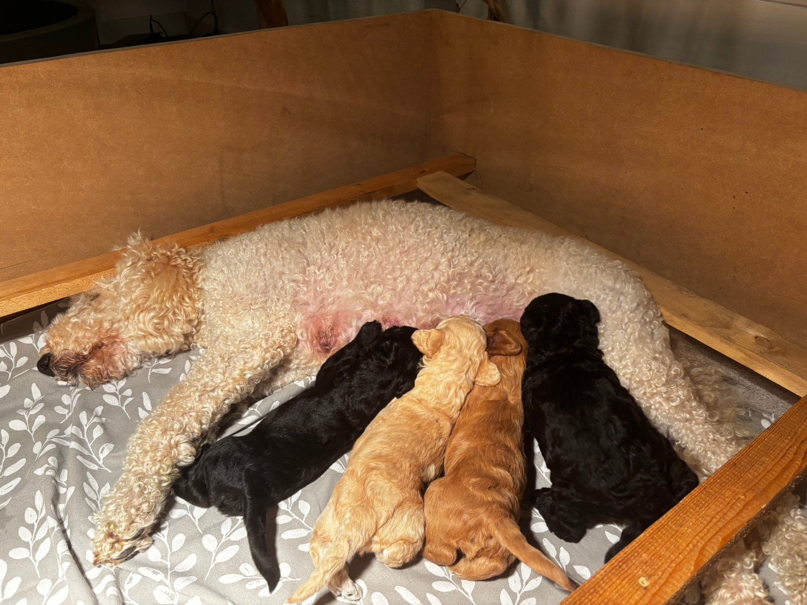 Medium Labradoodle pups – reutje beschikbaar, Dieren en Toebehoren, CDV (hondenziekte), 8 tot 15 weken, Meerdere, Meerdere dieren