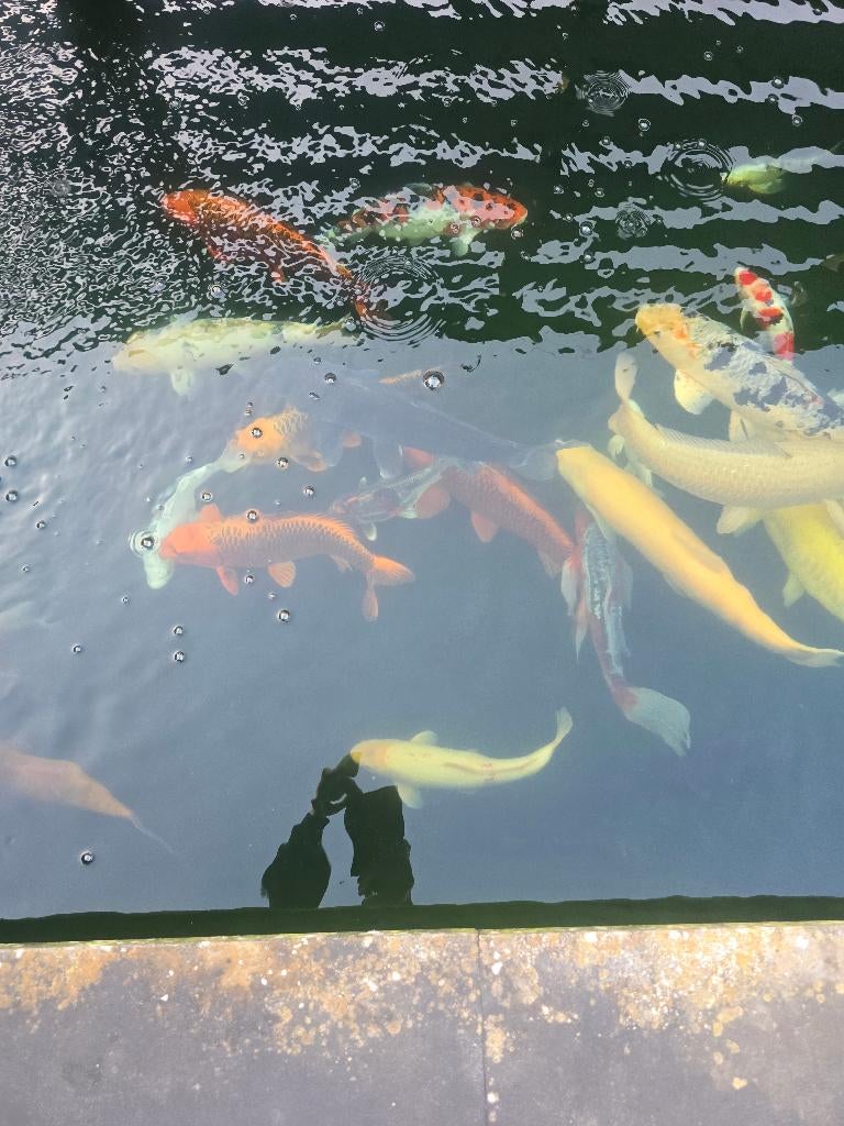 Te Koop complete inhoud koivijver, Tuin en Terras, Vijver-toebehoren, Gebruikt, Overige typen, Ophalen