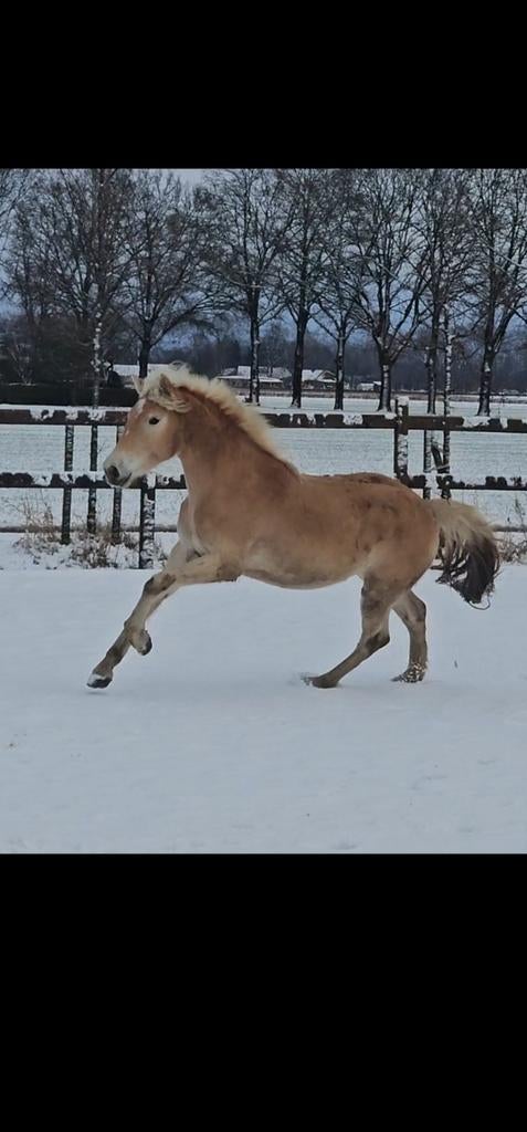 Prachtige 2 jarige haflinger merrie te koop, Dieren en Toebehoren, Paarden, Merrie, Minder dan 160 cm, Dressuurpaard, 3 tot 6 jaar